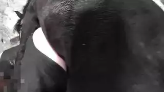 بورنوحشي عنيف: تزاوج الحصان والمرأة بشدة