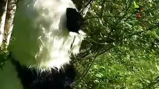 إباحية حديقة الحيوان المتوحشة: أخذت بواسطة فارس ممتلىء